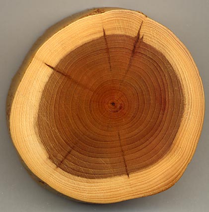 Image:Taxus wood.jpg