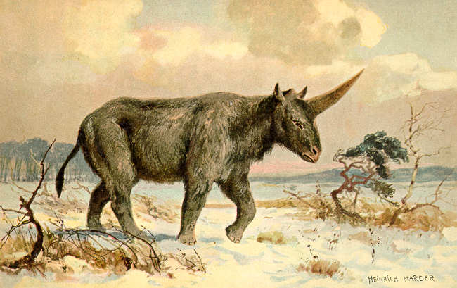 Image:Elasmotherium1.jpg