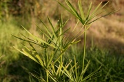 Papyrus plant growing in a garden, Australia