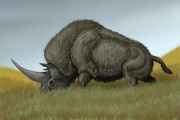 Elasmotherium sibiricum