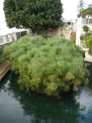 Papyrus plants at Syracuse, Sicily